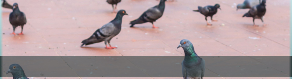 Phoenix AZ Pigeon pest control
 