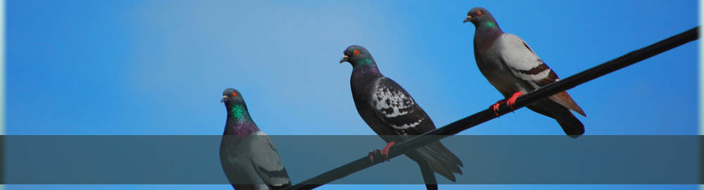 Phoenix AZ pigeon exterminator